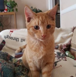 Meet your Posher, Kelley